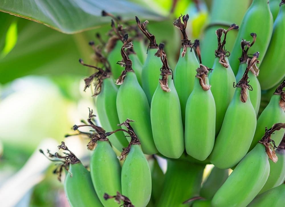 Green Banana Benefits Calories Side Effects More